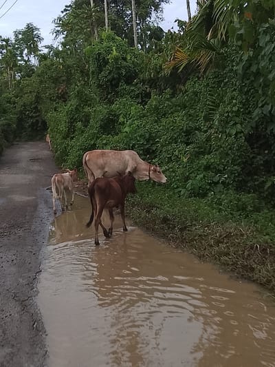 In the city of Meunasah Mesjid, Indonesia, a rural dirt road is partially submerged in murky water, creating a large puddle. Three cows are walking on the road. The largest cow, a light brown color, is positioned in the middle of the frame, facing right and grazing on the lush green vegetation lining the road. To its left and slightly in front is a smaller, light-colored calf, walking away from the camera. In front of the larger cow and slightly to the right is a darker brown calf, also walking away from the camera. The road itself is cracked and appears worn. Dense green foliage and tall palm trees create a thick natural barrier on the right side of the road, while the left side shows a less dense, overgrown area. The sky is overcast, suggesting a cloudy or possibly rainy day.