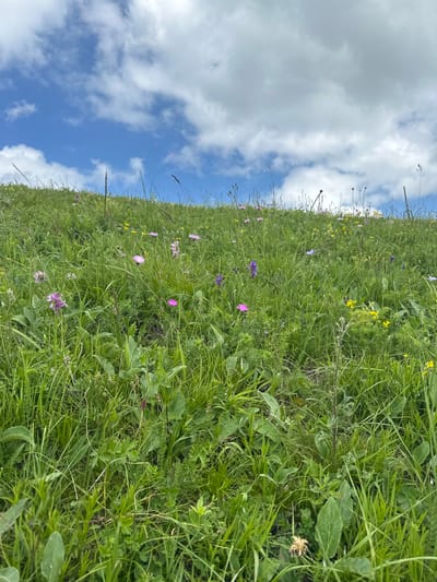 This image shows a close-up view of a lush, green meadow filled with various wildflowers. The meadow appears to be on a gentle slope, with the sky visible in the upper left quadrant. The sky is partly cloudy, with fluffy white clouds against a bright blue background.

The wildflowers are a mix of colors, including purple, pink, and yellow. Some of the identifiable flowers include purple cornflowers, pink geraniums, and yellow buttercups. The grass is tall and vibrant green, creating a rich texture throughout the scene. There are also some dried seed heads or flower heads scattered among the living plants.

The lighting suggests it is daytime, likely late morning or early afternoon, given the brightness of the sky and the way the light illuminates the meadow. The weather appears to be fair and pleasant, suitable for outdoor activities.

The image is oriented vertically, with the meadow filling most of the frame and the sky taking up the remainder. The perspective is low, as if the camera is at ground level, looking up into the flowers and the sky. There are no people or man-made objects visible in the frame. The overall impression is one of natural beauty and abundance. The location cues suggest a rural or natural setting, possibly a field or a hillside in Belorechenskii, Russia.