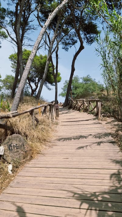A wooden boardwalk winds uphill through a sandy, treed area. Tall, thin trees with light-colored bark and green foliage are on the left side of the boardwalk, leaning over it in places. A rustic wooden railing follows the left side of the boardwalk. Dry, light-brown grass grows along the railing. On the far right side of the boardwalk, tall, green reeds are visible. The boardwalk itself is made of light-colored wooden planks, and shadows of leaves are cast upon it. The sky is clear and light blue. The scene appears to be a scenic path, possibly leading to a beach or a viewpoint. There are no people visible on the boardwalk.