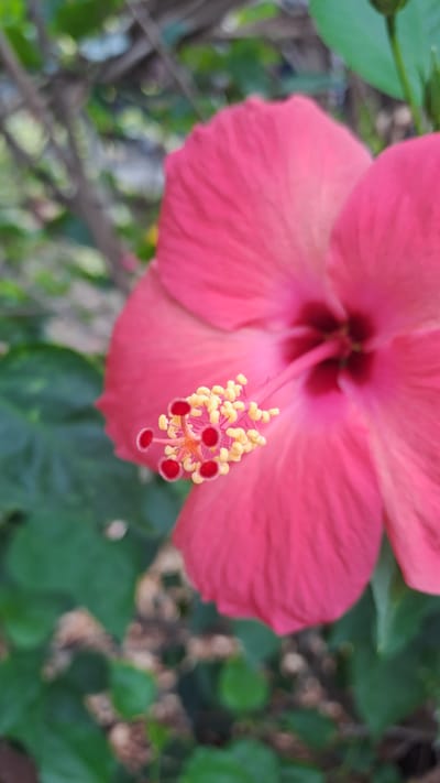 A close-up, high-angle shot captures a vibrant pink hibiscus flower in Lhokawe Teungoh, Indonesia. The flower's center is a deep red, with a prominent stamen topped with yellow pollen. The petals are soft and slightly unfurled, with delicate veins visible. The background is a blur of lush green foliage, indicating a garden or natural setting. The lighting is soft, suggesting it's daytime. The image is sharp and detailed, highlighting the intricate beauty of the flower.