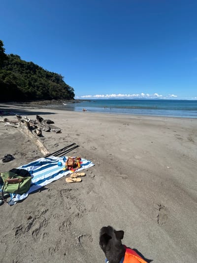 The image depicts a sunny day at Playa Herradura, Costa Rica, with a clear blue sky dominating the upper left portion. The scene is a dark-sand beach sloping down towards a calm, blue ocean. Along the left edge of the frame, a dense, verdant forest or hill meets the beach.
In the foreground on the right, a black dog, wearing what appears to be an orange life vest or harness, is partially visible. Nearby, a blue and white striped beach towel is laid out on the sand, accompanied by a pair of light-colored flip-flops, a green backpack, and what looks like a pineapple and possibly other personal items. Further down the beach towards the forest, several pieces of driftwood are scattered on the sand.
In the ocean, several small figures of people are visible, some standing or wading near the shore, and others swimming further out. The activity suggests a leisurely day at the beach, with people enjoying the sun and water. The clear skies and bright light indicate it is daytime. There is no visible text in the image.