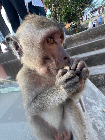 A macaque monkey is depicted in the foreground, seated on a gray concrete surface, actively consuming a small, light-colored food item held in both hands. The monkey has grayish-brown fur and reddish-brown facial skin, with prominent amber-brown eyes focused on the food. In the immediate left foreground, the lower leg of a human wearing a gray sneaker with a light green sole is partially visible. Several other human figures are present in the mid-ground and background, either ascending or descending a series of gray concrete steps. These individuals are dressed in various attire including a white shirt, dark trousers, patterned trousers, a blue shirt, and a white dress. Lush green foliage is visible in the upper background, alongside distant structures featuring white and red elements. The scene is illuminated by bright daylight. This event takes place in Bunga Mekar, Indonesia.