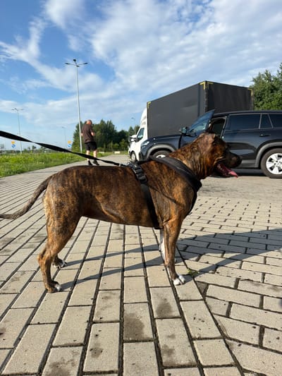 In Nowa Gorzelnia, Poland, a brindle-colored dog with a black harness and leash stands on a paved sidewalk. The dog is looking to its right with its tongue out. Behind the dog, a black SUV is parked with its door open, and a large black truck is also visible. In the background, a person in a dark shirt and shorts is walking away from the camera. The scene is set under a blue sky with scattered clouds, and there are streetlights and trees visible.