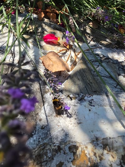 A bumblebee is on a rock with lavender flowers and fallen leaves. Green blades of grass are in the foreground. The scene appears to be outdoors, possibly in a garden, with dappled sunlight and shadows. The rock surface is textured and varied in color, with patches of white, gray, and brown. The bumblebee is black and yellow, with its fuzzy body clearly visible. It is positioned on a cluster of small purple lavender flowers. A fallen brown leaf is also present on the rock, near the bumblebee and flowers. The overall impression is one of nature and a moment captured in time.