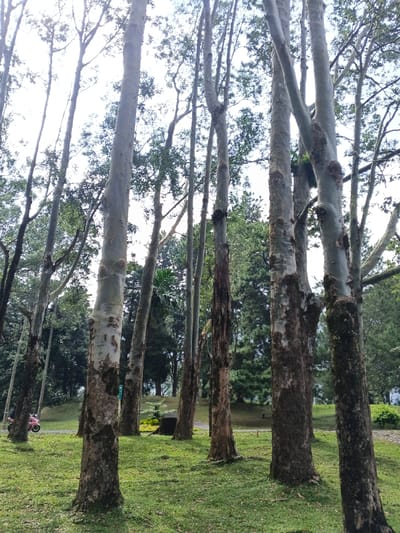 A cluster of tall, slender trees dominates the scene. Their smooth, gray bark is marked with patches of brown. The trees stand on a grassy lawn, interspersed with other greenery. In the background, a variety of trees and foliage create a dense forest backdrop. A pink scooter sits off to the left and a stone feature can be seen mid-ground. The sky is bright.