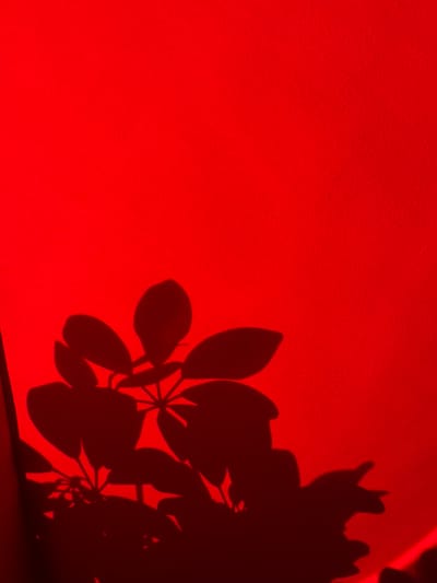 A red wall serves as the background, onto which a shadow of a plant is cast. The shadow occupies the right side of the image, and the plant's leaves are visible in detail. The rest of the wall is plain red with a rough texture. The photo's location is unknown.