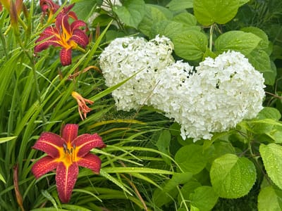 This is a close-up, high-angle, outdoor photograph of a garden scene, likely taken in Slavenka, Russia. The image features several vibrant red and yellow daylilies and a cluster of white hydrangeas. The flowers and surrounding green leaves are wet, indicating recent rain or dew. The focus is sharp, highlighting the intricate details of the petals and water droplets. The background is softly blurred, emphasizing the foreground subjects. There are no people or animals visible in the frame. The overall impression is one of lush, damp foliage and flowers.