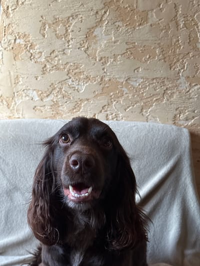 A medium shot photograph shows a dark brown dog with long, wavy fur sitting on a beige couch. The dog is looking directly at the camera with its mouth slightly open, revealing its teeth and pink gums. Its eyes are large and brown, with a hint of white visible in its pupils. The background is a textured, light-colored wall. The image is taken indoors, likely in a residential setting. There is no indication of the location being Podilsk, Ukraine.