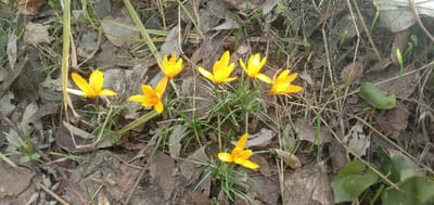 Seven vibrant yellow crocuses stand out amidst a backdrop of brown leaves and grass. The flowers, with their delicate petals, are in full bloom. Slender green leaves emerge from the base of each flower, adding a touch of freshness to the scene. Some green foliage and small branches provide additional textures. The image captures a moment of springtime beauty.