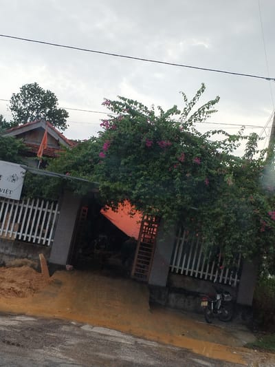 The image depicts a house in M'Drắk, Vietnam, partly obscured by dense bougainvillea with pink flowers. A white picket fence flanks a gray gate. Inside the gate is a covered area with an orange tarp visible. A motorcycle is parked to the right of the gate. In front of the house, the ground is reddish-brown with some dirt piled up. The sky is overcast. A utility line stretches across the upper portion of the image.