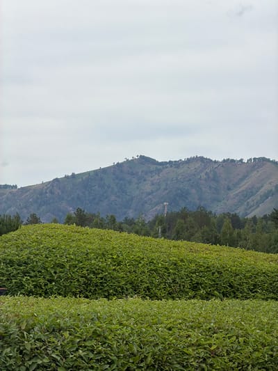 The image depicts a landscape with a foreground of lush green bushes, a middle ground of dense forest, and a background of rolling, tree-covered mountains under a cloudy sky. A telecommunications tower is visible among the trees in the middle ground. The scene appears to be in a rural or natural setting, possibly on the outskirts of a settlement. Based on the provided location of Озерное (майминский), Russia, the image likely captures a view of the surrounding natural environment which features mountains, forests, and possibly cultivated vegetation such as the bushes in the foreground.