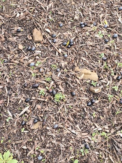 The scene depicts a ground-level view in Moqrisset, Morocco. The environment consists of dark, earthy soil predominantly covered by a dense layer of dry, elongated, brown leaves, consistent with fallen olive tree foliage. Numerous small, green herbaceous plants are visible, sprouting through the leaf litter. Scattered across the entire surface are approximately 50-70 dark, ovoid olives, ranging in color from deep purple to black, indicating various stages of ripeness or decay. Some olives are solitary, while others are clustered in groups of two to five. Several small, irregularly shaped stones, light brown to reddish-brown in color, are interspersed among the leaves and olives. No human figures, animals, or active processes are present.