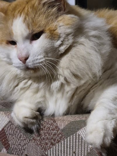 A close-up, head-and-shoulders portrait of a ginger and white cat is depicted. The cat is resting on a patterned surface, possibly a sofa or chair, with its head turned to the left and its eyes partially closed, suggesting a relaxed or sleepy state. Its fur is long and fluffy, with patches of orange and white. The cat's nose is pink, and its whiskers are prominent. The background is dark and out of focus, drawing attention to the cat. The scene appears to be indoors. There is no information about the city of Sooblase, Estonia within the image content.