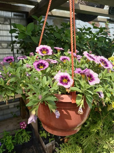 A hanging flower pot filled with purple and pink petunias is suspended from orange ropes. The pot is made of brown plastic and is filled with lush green foliage. The flowers have dark purple centers and lighter purple or pink petals. Some of the flowers are fully bloomed, while others are still buds. The background shows a greenhouse structure with wooden beams and corrugated plastic walls, and other plants in the foreground and background. The scene appears to be outdoors, likely in a garden center or nursery, based on the presence of other potted plants and the greenhouse environment. The image was taken in Aramil, Russia.