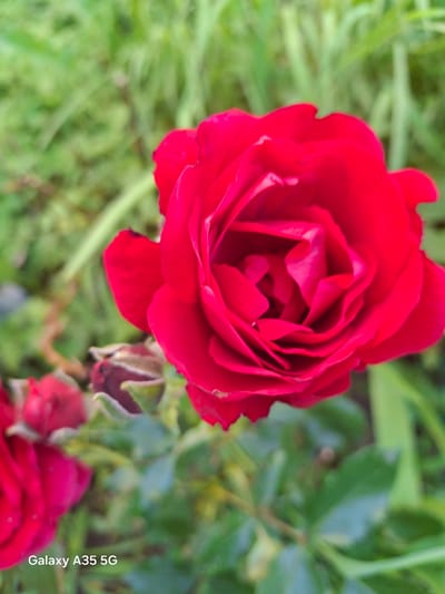 A close-up, eye-level shot shows a vibrant red rose in full bloom, dominating the center of the frame. The rose's petals are intricately layered, with soft lighting highlighting their velvety texture and deep crimson hue. To the left and bottom of the main rose, there are glimpses of other red rose buds and blooms, some appearing less developed and one bud showing a darker, purplish-red color. The background is a soft blur of lush green foliage, creating a natural and slightly rustic setting. In the lower-left corner of the image, the text "Galaxy A35 5G" is visible, indicating the device used to capture the photograph. The overall impression is one of natural beauty and delicate detail, set against a backdrop of verdant greenery. No specific location in Zviahel, Ukraine is identifiable from the image itself.