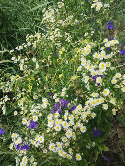 This is a medium-shot, eye-level, color photograph of a dense patch of wildflowers in Bilany, Ukraine. The foreground is dominated by numerous small white and yellow daisies, interspersed with small purple flowers. The background consists of tall green grass. The overall impression is of a natural, untamed environment. There are no people visible in the image. The lighting appears to be natural daylight. The scene is still and quiet.