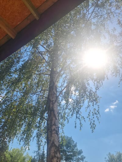 The image depicts an outdoor scene under a bright, sunny sky, likely during the daytime. The dominant subjects are the branches and foliage of a large tree, possibly a birch, with its trunk extending horizontally across the mid-section of the frame. The sun is a prominent element, shining brightly from the upper left, creating a lens flare and washing out parts of the image. The sky is a clear blue with a few wispy white clouds.
In the lower left corner, a portion of a wooden structure is visible. It appears to be part of a roof or wall, with exposed wooden beams and a textured board, possibly plywood or oriented strand board (OSB). The rest of the image is filled with the natural elements of the tree and sky.
The leaves of the tree are a vibrant green, suggesting it is summer or late spring. The overall impression is one of a warm, sunny day in a natural or semi-natural setting. The angle of the shot, looking upwards through the tree, gives a sense of being under the canopy. There are no people or animals visible in the frame, and no text is present. The location context indicates this scene is in Szczaki, Poland.