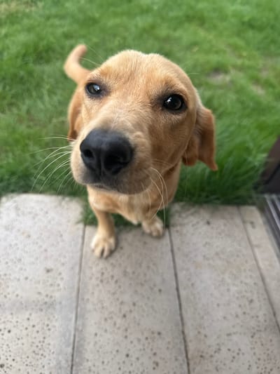 A close-up, high-angle shot features a light brown dog with dark eyes and a black nose, its head tilted slightly. The dog is positioned on a light gray, speckled surface, which appears to be a tiled patio. Behind the dog, a patch of green grass fills the background, suggesting an outdoor setting. The image was taken in Morovaia, Moldova, likely in a residential yard or garden area. No people are visible in the image. The dog's whiskers are prominent, fanning out from its snout. The lighting is natural, indicating it was taken during daylight hours.