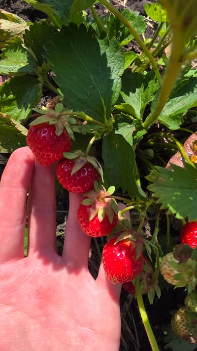 A close-up, high-angle shot shows a person's left hand holding a cluster of ripe strawberries. The strawberries are bright red with visible seeds. They are attached to a green stem with small green leaves. The hand is pinkish and has visible lines. The background consists of green strawberry leaves and dark soil. The scene appears to be outdoors, possibly in a garden or field. The image location is Старошареево, Russia.