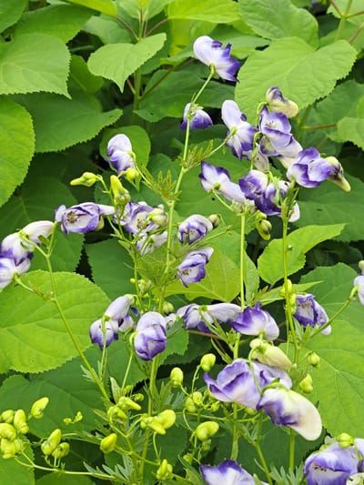 The image is a close-up, eye-level shot of a cluster of Monkshood flowers (Aconitum species) in bloom, set against a backdrop of large, lush green leaves. The flowers are predominantly purple and white, with a distinctive hooded shape. Some of the flowers are fully open, revealing their intricate structures, while others are still in bud, appearing as small, pale green or yellow pods. The stems are green and slender, with some delicate, feathery foliage visible. The overall impression is one of natural beauty and detail. There are no people or specific man-made structures visible in the image. The context of Kalinka, Russia is not discernible from the visual information presented in the image itself.