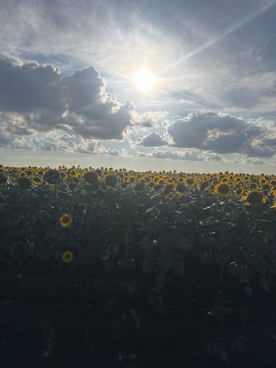 This image depicts a wide-angle view of a vast sunflower field under a dramatic sky. The sun is prominently visible in the upper center, partially obscured by a mix of white and dark grey clouds, casting rays of light across the scene. The field is densely populated with sunflowers, their yellow faces turned towards the light, creating a textured carpet of color. Some sunflowers are angled downwards, while others are more upright. The foreground is darker, with shadows cast by the tall stalks and leaves of the sunflowers, and a single, isolated sunflower stands out in the lower left quadrant, illuminated by the sun. The overall impression is one of nature's grandeur, with the sky and the field dominating the composition. The location is identified as Motuzivka, Ukraine.
