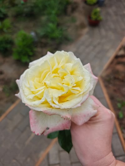 A close-up, top-down shot shows a hand holding a light yellow rose with pink edges. The rose has multiple layers of petals and is slightly damp, with small water droplets visible. The background is blurred but suggests an outdoor setting with brick-like paving stones, green foliage, and some potted plants, potentially in a garden or park area of Лужники Снт, Russia. The lighting appears natural and overcast.