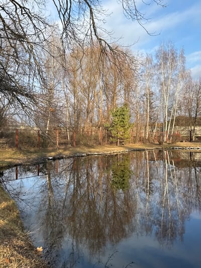 The image captures a serene natural landscape along a body of water in Plyuty, Ukraine. The scene is split horizontally by a narrow strip of land, likely a bank or shore, separating the actual trees and sky from their reflection.

In the upper section, a bright blue sky with scattered white clouds serves as the backdrop for a dense growth of trees. Most are deciduous, displaying intricate patterns of bare, dormant branches, suggesting it is late autumn, winter, or early spring. Interspersed among these are a few evergreen pine trees, offering a splash of dark green foliage. The sunlight appears soft but clear, indicating daytime.

The bank or shoreline, traversing the middle of the image, is covered with dry, light brown grass and some exposed earth. Along this strip, what appear to be slender, possibly reddish, structural elements or posts are intermittently visible.

The lower portion of the image reveals a near-perfect reflection of the upper scene in calm water. The bare trees and evergreen pines are mirrored with remarkable clarity, creating a striking symmetry. The reflected sky in the water appears a deeper, more muted blue or grey, darker than the actual sky, hinting at the water's depth or quality. The water's surface is smooth, contributing to the crispness of the reflection.

The overall impression is one of tranquility and natural beauty, highlighting the quiet dormancy of the season and the reflective quality of the water. There are no human activities, people, or discernible text present in the image.