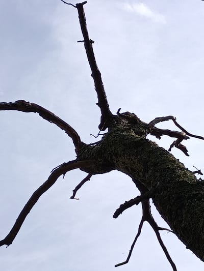 A low-angle, upward shot reveals the gnarled branches of a dead tree against a pale, cloudy sky. The bark of the tree is rough and covered in moss. The branches twist and contort, some appearing sharp and pointed, while others are thicker and more substantial. The overall impression is one of decay and resilience. The image was taken in the city of Évreux, France.