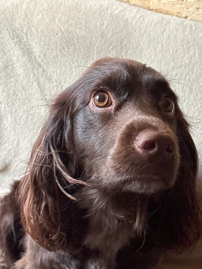 This is a close-up, medium-angle shot of a brown dog with long, wavy fur. The dog's head is slightly tilted, and its eyes are wide and looking upwards. The background is a textured, light-colored surface, possibly a blanket or upholstery. The lighting suggests natural light coming from the side, casting subtle shadows on the dog's face. There is no indication of the city of Podilsk, Ukraine, or any urban environment within the image.