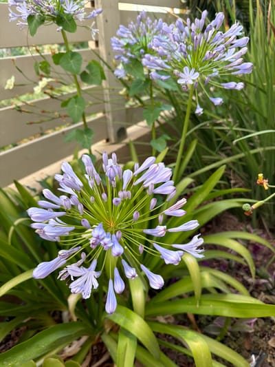 The image is a close-up shot of several blue Agapanthus flowers in bloom, set against a backdrop of lush green foliage. The flowers are clustered in spherical umbels, with individual blooms consisting of multiple delicate petals. Some of the flowers are fully open, revealing their intricate structures, while others are still in bud, their petals tightly furled. The petals exhibit a gradient of color, transitioning from a pale lavender at the tips to a deeper blue towards the center.
The setting appears to be an outdoor garden, possibly a residential backyard, given the presence of a wooden structure that resembles a fence or deck railing in the lower left portion of the frame. The natural light suggests it is daytime, with no specific indicators of time or weather. The overall impression is one of natural beauty and tranquility, highlighting the vibrant colors and intricate forms of the flowers. The focus is entirely on the flora, with no people or other prominent objects present. The overall mood is peaceful and serene, showcasing the simple elegance of the Agapanthus blooms. The location context of Gedera, Israel, implies a Mediterranean climate, which would be conducive to the growth of such flowering plants.