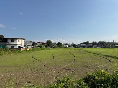 The scene depicts an outdoor landscape in San Phra Net, Thailand, under bright daylight with a clear blue sky. A large, verdant field, likely a rice paddy with young crops, occupies the foreground and midground. Distinct, dark brown, curvilinear tracks are visible in the muddy sections of the field, indicating recent passage by vehicles or equipment. To the left-midground, a two-story white residential building with a dark roof and brown window frames stands partially obscured by green foliage. Adjacent to it and extending across the mid-horizon, various single and multi-story houses with diverse roof colors (grey, red) are visible, backed by a dense tree line suggesting distant hills or extensive vegetation. No human or animal subjects are present. Wild green grasses and weeds are present in the immediate foreground.