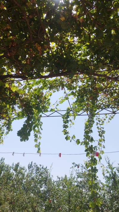 In Yangiobod, Tajikistan, an outdoor scene is captured under a leafy green canopy of vines. The vines, with their broad leaves, form an overhead covering, dappled with sunlight filtering through. Below the vines, a wire runs horizontally, adorned with several colorful clothespins, some white and some red. Further down, a dense arrangement of green trees fills the lower portion of the frame. Among these trees, several round, reddish fruits, likely pomegranates, are visible, dotting the foliage. The sky above is a clear, light blue, providing a bright backdrop to the natural elements.