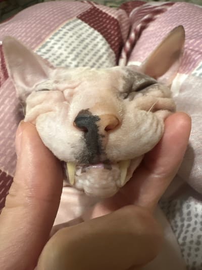 A close-up, eye-level shot shows a hairless cat, likely a Sphynx breed, with its eyes closed and mouth slightly open, revealing its fangs. A person's hand is gently pressing the cat's cheeks, causing its facial wrinkles to bunch up. The cat's fur is a mottled pink and grey. The background consists of a pink and white patterned blanket. The image was captured in Togliatti, Russia.