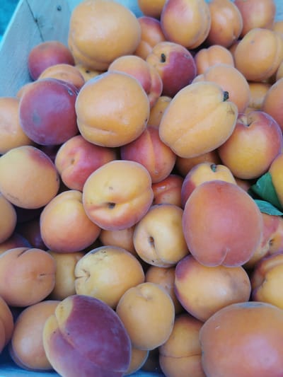A close-up, overhead shot displays a pile of ripe apricots in a light blue wooden crate. The apricots are predominantly orange with some showing hints of red blush. They are clustered together, filling the frame, with varied sizes and shapes. Some have visible skin imperfections, while others appear smooth. A small green leaf is visible among the fruit on the right side of the image. The scene appears to be outdoors, likely at a market or farm stand in Pociumbeni, Moldova.