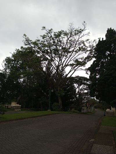 A road paved with gray bricks winds through a park or cemetery. Tall trees dominate the landscape, with a large tree in the center having sparse leaves. Overcast skies create a muted light. Lamp posts line the road, and stone structures are visible on either side, suggesting monuments or decorative elements. The scene evokes a somber or contemplative atmosphere.