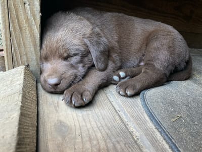 A brown Labrador puppy is sleeping curled up inside a wooden structure. The puppy's eyes are closed, and its paws are resting on the wooden floor. The environment appears to be outdoors, with some sand and debris visible on the ground. The wooden structure is simple and appears weathered. There are no people present in the image. The scene depicts a peaceful moment of a young animal resting. The location in Liuboml, Ukraine, is not visually discernible from the image itself.