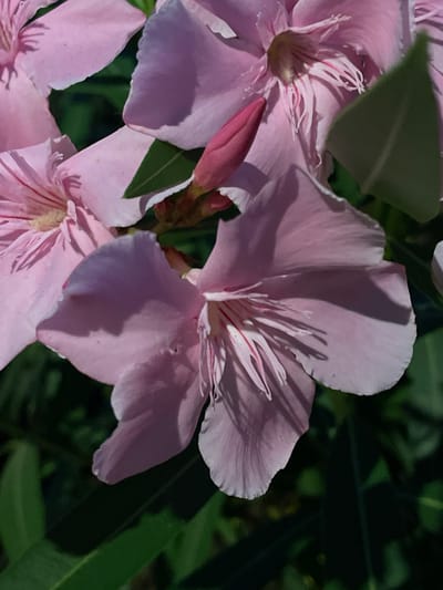 The image is a close-up, eye-level shot of several light pink Oleander flowers. The flowers have delicate, wavy-edged petals and prominent stamens with red streaks. A pink bud is visible on the left side of the frame. The background consists of dark green foliage, suggesting an outdoor setting, likely a garden or natural area. The lighting creates soft shadows on the petals, highlighting their texture. The scene is tranquil and natural. The flowers are identified as Oleander (Nerium oleander), a common plant in the Mediterranean region, including La Línea De La Concepción, Spain.