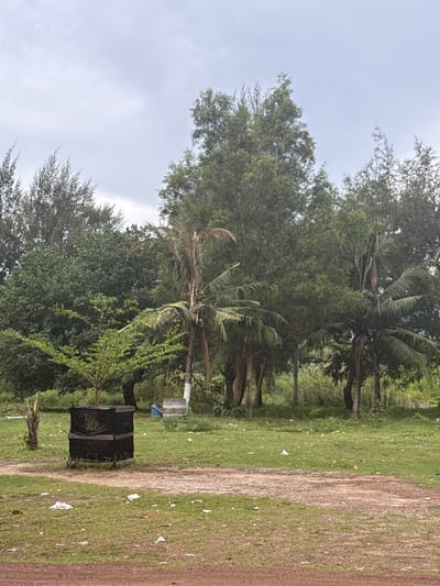 A low-angle, full shot captures an outdoor scene in Meunasahbale, Indonesia, under an overcast sky. The foreground is dominated by a dirt path and a grassy area littered with white plastic debris. To the left of the path is a dark, square bin, approximately waist-high, made of wooden slats and covered with black netting. A small tree with light green leaves stands behind it.
The middle ground features a dense collection of trees, including tall, thin evergreen-like trees and a prominent palm tree with green coconuts, its trunk painted white in the lower section. Another, smaller palm tree with a dried frond is visible to the left of the main palm. A small, light-colored structure, possibly a bench or a low wall, is situated behind the bin and to the right of the smaller palm.
The background consists of a thick line of trees and vegetation, creating a lush, green backdrop that extends across the frame. The overall impression is one of a natural, somewhat unkempt environment, possibly a park or a rural area near the coast, given the presence of palm trees.
