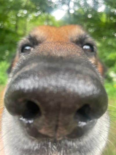 A close-up, head-on shot shows the face of a dog, primarily focusing on its large, black nose. The dog's eyes are visible and appear to be dark brown or black. The fur around its snout is light gray, and further back, its head is covered in brown fur. The background is blurred, showing out-of-focus green foliage and bright, circular bokeh lights, suggesting an outdoor, natural environment. There is no indication of the city of Блужскі сельскі Савет, Belarus, or any urban setting. The image is an unposed, candid shot of the dog's face.