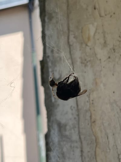 An adult spider is suspended by its silk in a web, holding a captured insect, likely a bee, which is wrapped in silk. The spider is positioned to the left of the captured prey. The background consists of a textured, concrete-like wall with some scattered dark spots. To the left, a blurred, vertical element, possibly a window frame, is visible, with a bright area suggesting sunlight. The scene appears to be outdoors, potentially on a building exterior, as suggested by the wall texture and the presence of a window. There is no indication of human presence. The photograph was taken in Bièvres, France.