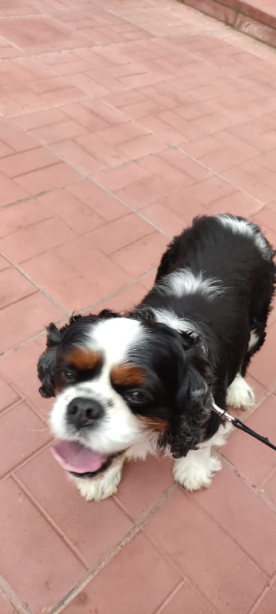 A Cavalier King Charles Spaniel with black, white, and tan markings stands on a tiled surface. The dog's tongue is visible, and it appears to be panting. The dog is wearing a black leash. The background consists of reddish-brown interlocking tiles, typical of an outdoor patio or walkway. The scene is likely located in the city of Rosinka KP, Russia, given the context provided.
