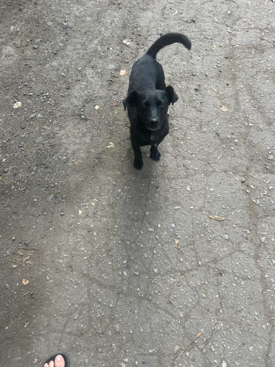 A black dog stands on a gravel surface with a person's foot visible in the bottom left corner of the image. The dog is facing the camera with its tail curved upwards. The environment appears to be outdoors, with scattered leaves and small stones on the ground. The image was captured in Opishnia, Ukraine.
