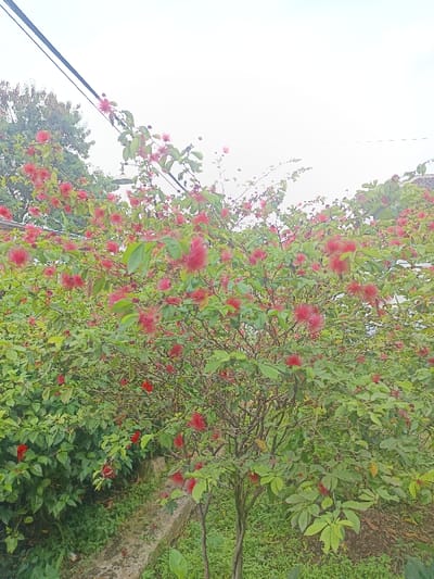 The image displays a Calliandra bush, approximately 2 meters in height and width, densely covered with vibrant red, brush-like flowers and green foliage, centrally positioned in the frame. To the left of the bush, a concrete curb or low wall runs diagonally downwards, bordered by various green plants. In the upper left background, a portion of a larger, dark green tree is visible, with two parallel dark utility cables extending diagonally upwards across the sky. The sky is overcast and uniformly light grey. A segment of a light-colored roof structure is discernible in the upper right background. No human or animal subjects are present. The scene is situated in Limbangan Sari, Indonesia.