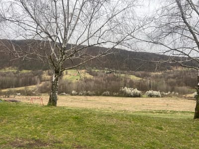 A static, wide-angle image depicts an early spring rural landscape in Despotovac Municipality, Serbia, under an overcast gray sky. In the immediate foreground, a patch of vibrant green grass, dotted with small white flowers, slopes upwards from left to right. A large, leafless birch tree with white bark stands centrally in the foreground, with another partially visible on the far right. To the left of the central birch tree, a red metal swing set frame, lacking swings, is positioned on the grass. Further left, a pile of cut branches or brush is partially visible. The midground features a wide, flat field of dried, yellowish-brown grass. Beyond this field, a line of deciduous trees and shrubs forms a horizontal band, with several displaying dense clusters of white blossoms. In the background, rolling hills covered with predominantly bare deciduous forest rise under the cloud-covered sky. Patches of green grass and several small, red-roofed buildings are visible on the distant slopes. No people or animal activity are present.