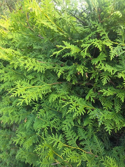 The image is a close-up, vertical shot of a dense, green cedar bush. The foliage is a vibrant green, with some areas appearing brighter due to sunlight. The branches are interwoven, creating a textured and layered appearance. No people, actions, or interactions are visible. The environment appears to be outdoors, possibly a garden or park, with hints of sunlight filtering through the leaves. There is no specific indication of the location being Lielie Garanči, Latvia.
