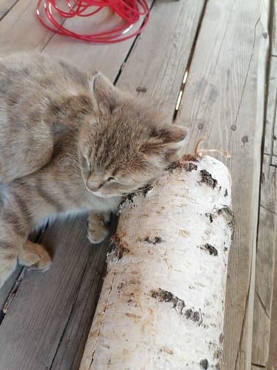 A light brown tabby kitten is sleeping on a wooden surface. The kitten is curled up and resting its head on a piece of birch log. The log is light-colored with dark markings and is positioned diagonally across the frame. The wooden surface appears to be made of planks, possibly part of a deck or porch. In the background, a coiled red cord is visible on the wooden planks. The scene is outdoors, and the lighting suggests it is daytime. The kitten appears relaxed and peaceful. There is no visible text in the image. The location context is Lobkovo, Russia.