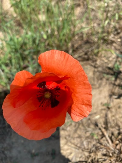 The image displays a vibrant red poppy flower, likely a common poppy, prominently featured in the lower-left to central portion of the frame in Balgarchevo, Bulgaria. The flower exhibits a deep orange-red coloration in its delicate, ruffled petals, which show visible textural folds. Its center is characterized by a dense cluster of dark, almost black stamens surrounding a small, light yellowish-green pistil.

The background is intentionally blurred, transitioning from soft green foliage in the upper-left quadrant to drier, brownish earth and sparse, straw-like vegetation in the upper-right and lower-right. Direct sunlight, appearing to originate from the upper-right, illuminates the poppy, casting a distinct shadow of the flower onto the bare soil in the lower-left corner of the image. No people, objects of human origin, or specific interactions are visible within the scene. The perspective is an overhead, slightly angled view looking down into the open blossom.