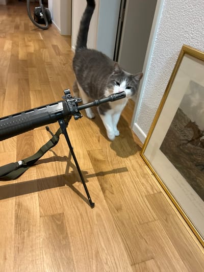 The image shows a gray and white cat sniffing the barrel of a black rifle. The rifle is on a bipod and has a green strap attached to it. The cat is standing on a wooden floor in a hallway with a vacuum cleaner visible in the background. The walls are white and there is a framed picture on the right side of the image. The scene is taking place in a residential home located at the coordinates 47.544, 9.308 in Amriswil, Switzerland. The cat is standing in the middle of the image.  The rifle is located in the lower left of the image. The hallway has a door to the left of the cat, leading to another room, with a vacuum cleaner visible in the background. The vacuum cleaner is resting against the wall, and there is a wooden floor. The framed picture is on the right side of the image, and it's on the wall. The picture is resting on the wall, and it's visible. The frame is golden.  The picture is a painting of horses running. The floor is a wooden floor. The picture is visible in the lower right of the image. The hallway is visible in the background.  The hallway is empty, and the walls are white.  The wooden floor is visible. The wooden floor is visible in the background.  The vacuum cleaner is visible in the background. The vacuum cleaner is resting against the wall.