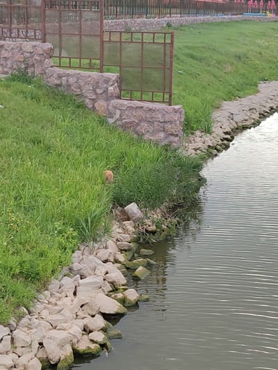 The media file depicts a peaceful outdoor scene, likely in Shcherbani, Ukraine. The foreground is dominated by a body of water, its surface rippled with horizontal reflections, suggesting a calm, perhaps early morning or late afternoon ambiance. The water's edge is lined with rough, light-colored stones, some of which are partially submerged and covered with a greenish algae, indicating a natural, possibly unmanicured environment.
Adjacent to the water, a slope of lush green grass rises. Interspersed with the grass are patches of taller weeds and some small yellow wildflowers, adding to the natural feel. A low, textured wall constructed of rough-hewn stones runs along a portion of the grassy area, creating a tiered effect. Above this stone wall, a rusty metal fence with glass panels is visible, suggesting the boundary of a park, zoo, or other enclosed area.
In the midst of the dense green grass, a small, light brown animal is partially visible. It appears to be a dog or a similar domestic animal, peeking out from the foliage. The animal is the only living creature prominently featured in the immediate scene.
In the background, further up the grassy slope, more of the stone wall and the metal fence are visible. Beyond that, a dark metal fence stretches across the top of the frame, possibly enclosing a larger area. The overall impression is one of a serene, natural setting with elements of human infrastructure. The time of day appears to be overcast or early/late, as there are no harsh shadows and the light is diffused. No text is visible in the media file.