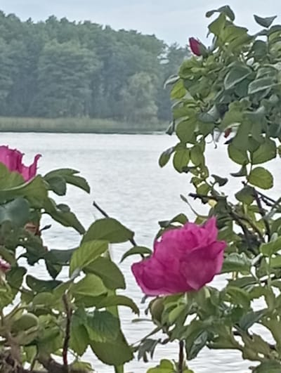 In the foreground, a vibrant pink rose bush with lush green leaves stands out against a blurred background. One fully bloomed rose is in focus in the lower right of the frame, while another appears in the upper left. Behind the rose bush, a tranquil body of water stretches across the middle ground, its surface rippled by a gentle breeze. In the distance, a dense forest of green trees forms a natural backdrop. The sky above is overcast, casting a soft, diffused light on the scene. The image captures a serene natural landscape, likely in Mołowiste, Poland, characterized by its tranquil waters, verdant foliage, and blooming flora.